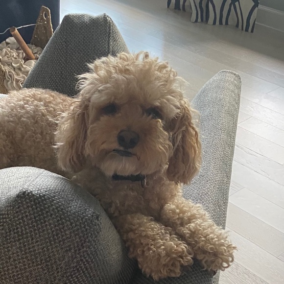 Meet your Posher, Adam - Picture 1 of 1